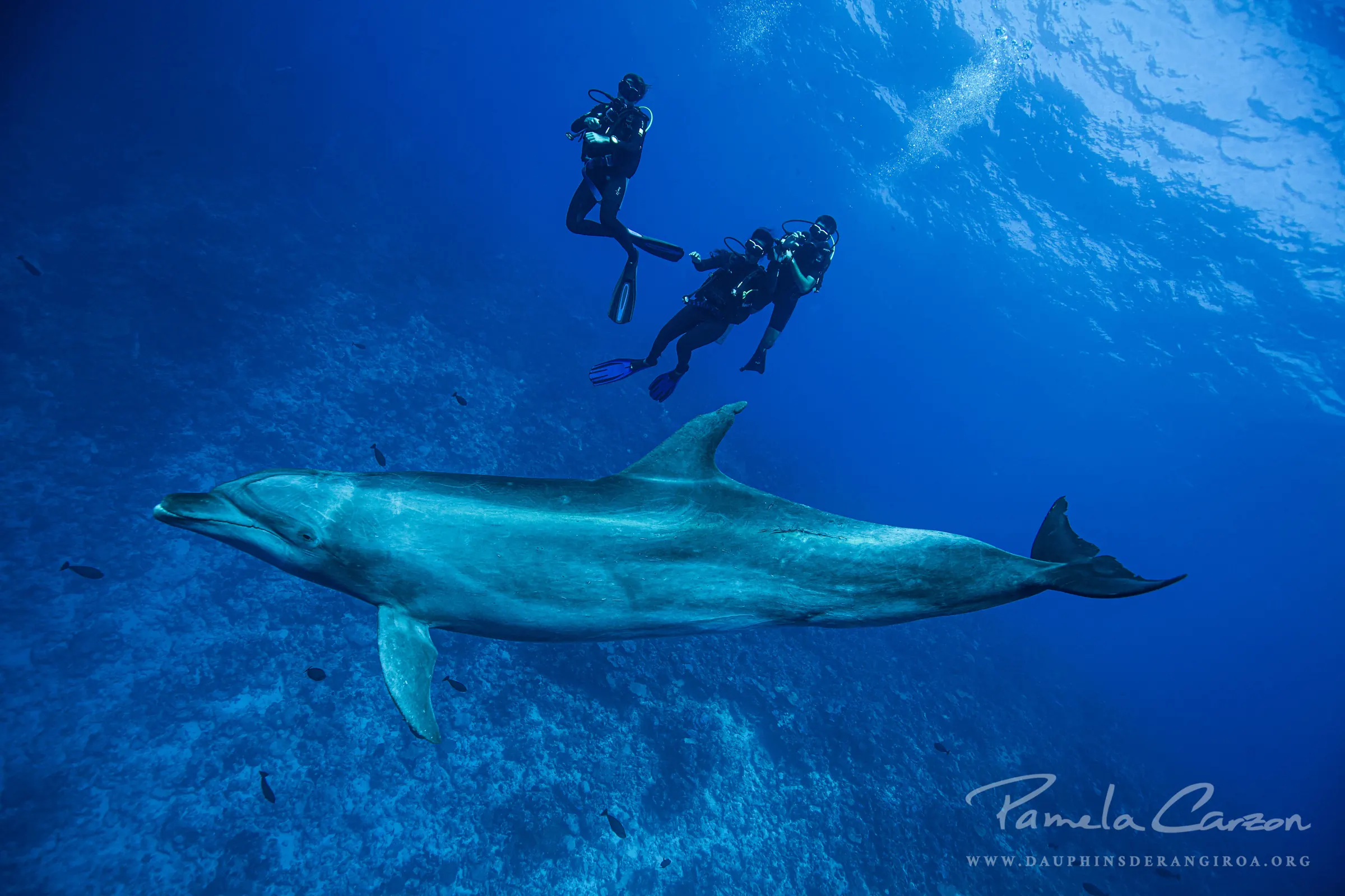 Participez à une enquête sur les interactions humains-dauphins !