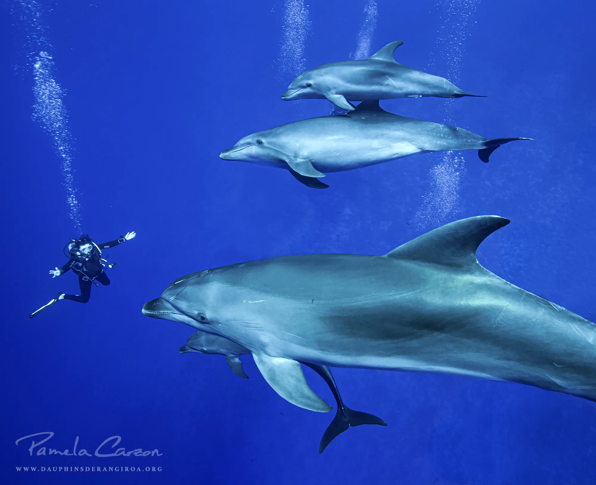 Obtention d'une thèse de doctorat sur les dauphins de Rangiroa