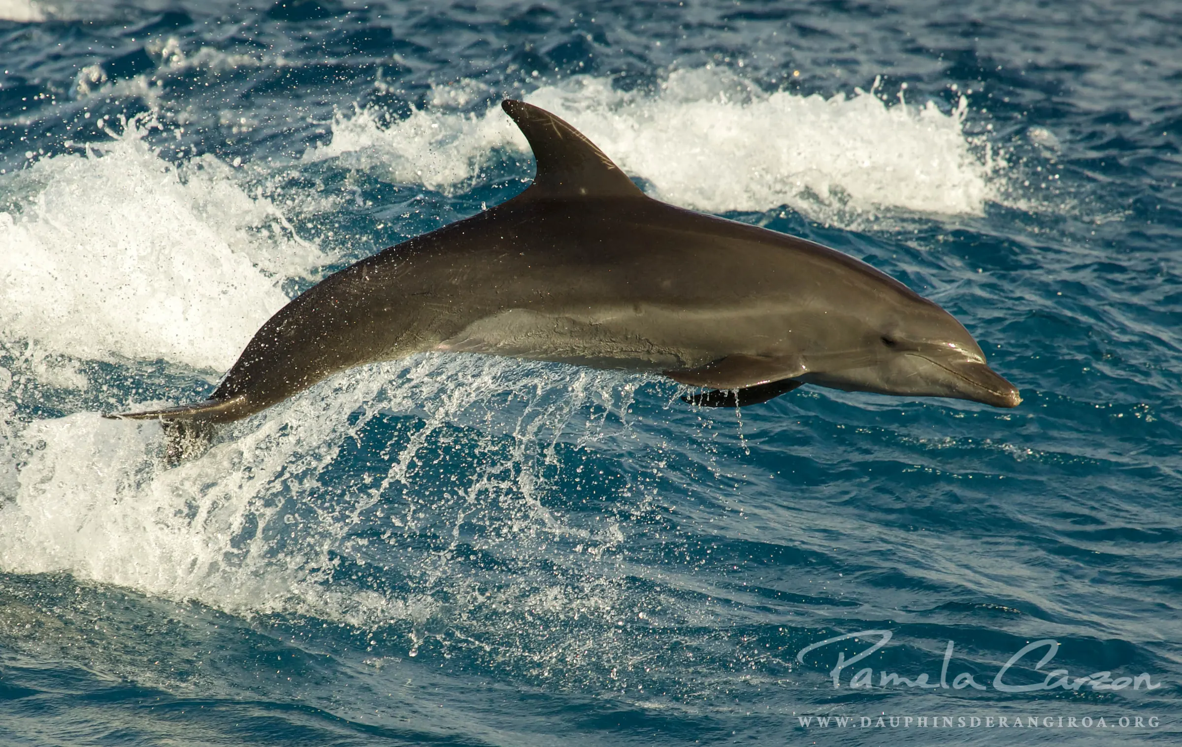 En décembre, les dauphins de Rangiroa sont à l’ONU !